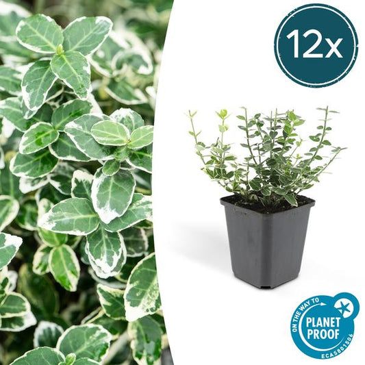 Spindelstrauch Euonymus fortunei 'Emerald 'n Gaiety' – 12 Pflanzen – ↕10-25cm – Ø9cm – Silberbunte Blätter – Bodendecker, Hecke & Solitär – Pflegeleicht
