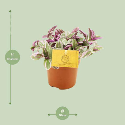 Tradescantia Sweetness – Dreimasterblume – Zimmerpflanze – Ø10,5cm – Höhe ca. 10cm – Kompakte, pflegeleichte Blattschmuckpflanze – Für Fensterbank & Büro 
