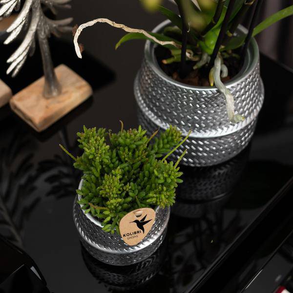Weiße Phalaenopsis Gent-Orchidee im Groove-Dekotopf silber - Topfgröße Ø12cm | Blühende Zimmerpflanze im Blumentopf - frisch vom Züchter - Oasis of Life