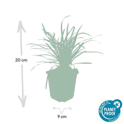 Lilientraube - Liriope muscari 'Big Blue' - ↕10-25cm - Ø9cm - 12 Stück