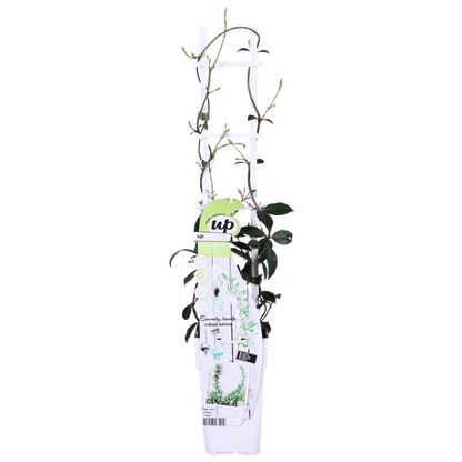 Sternjasmin Trachelospermum 'Star of Venice' – 2er-Set – ca. 65cm hoch Ø15cm – Duftende, winterharte Kletterpflanze – Immergrün – Für Balkon, Terrasse & Garten