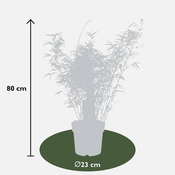 Schirmbambus - Fargesia rufa - ↨80cm - Ø23cm - 3 Stück