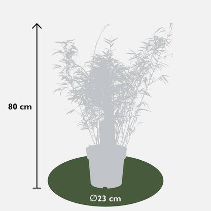 Schirmbambus - Fargesia rufa - ↨80cm - Ø23cm - 3 Stück