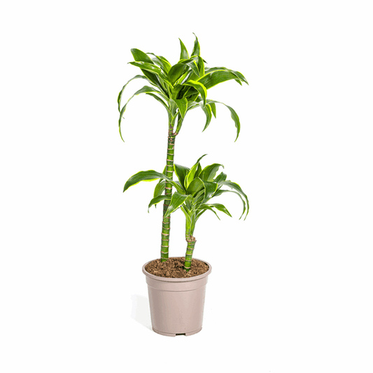 Dracaena Deremensis Dorado - Drachenbaum - Zimmerpflanze - Ø19cm - ↕70-90cm 