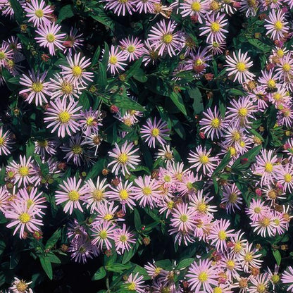 Wild-Aster - Aster ageratoides 'Asran' - ↕10-25cm - Ø9cm - 12 Stück