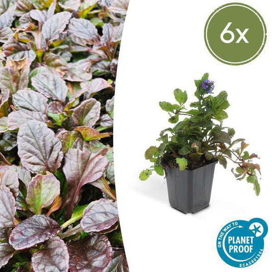Kriechender Günsel Ajuga reptans – 6 Pflanzen – ↕10-25cm – Ø9cm – Bodendecker – Halbschatten & Schatten – Blühend & pflegeleicht