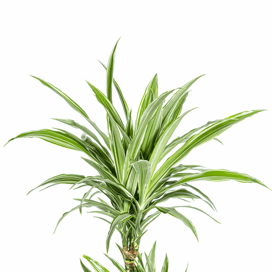Dracaena Deremensis Weiß gestreift Ø19cm - ↕70 - 90cm