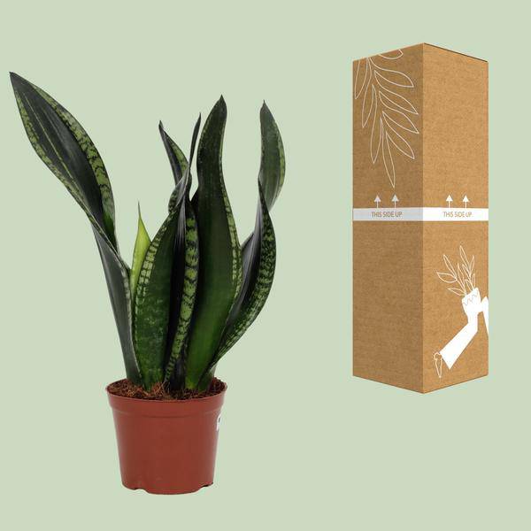 Bogenhanf – Sansevieria Whitney – Schwiegermutterzunge – Ø12 cm Topf – ca. 27 cm hoch – Luftreinigende Zimmerpflanze