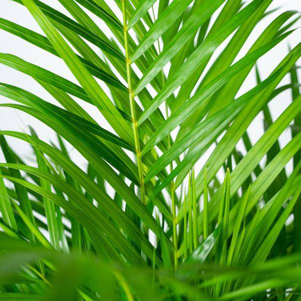 Areca-Palme mit Topf - ↨130cm - Ø24cm - Oasis of Life
