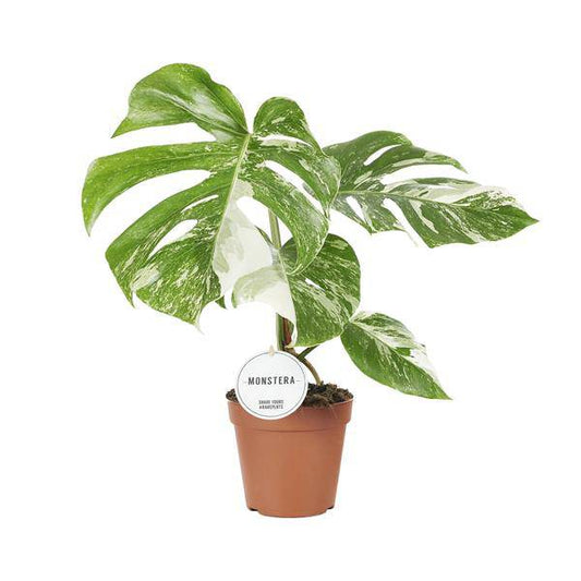 Fensterblatt Monstera Deliciosa Variegata – Zimmerpflanze Ø15cm ↕45cm – Seltene panaschierte Monstera mit weiß-grünen Blättern – Tropische Kletterpflanze & luftreinigend – Für Wohnzimmer & Büro 
