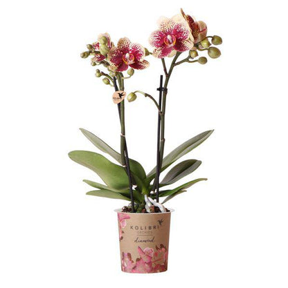 Gelbe rote Phalaenopsis Orchidee - Spanien - Topfgröße Ø9cm | blühende Zimmerpflanze - frisch vom Züchter - Oasis of Life