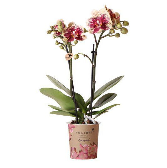 Gelbe rote Phalaenopsis Orchidee - Spanien - Topfgröße Ø9cm | blühende Zimmerpflanze - frisch vom Züchter - Oasis of Life