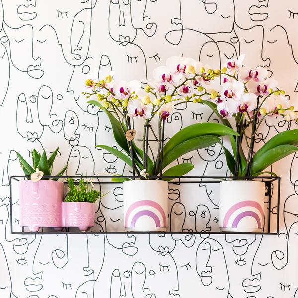 Weiße Phalaenopsis-Orchidee - Mineral Gibraltar - Topfgröße Ø9cm | blühende Zimmerpflanze - frisch vom Züchter - Oasis of Life