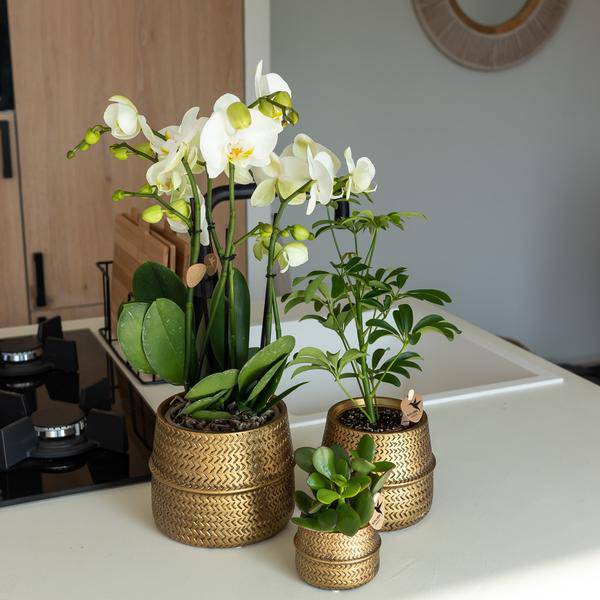 Orange Phalaenopsis-Orchidee Las Vegas im goldenen Groove-Ziertopf - Ø12cm - Oasis of Life