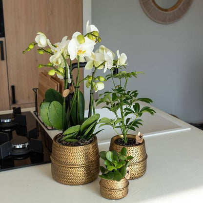 Orange Phalaenopsis-Orchidee Las Vegas im goldenen Groove-Ziertopf - Ø12cm - Oasis of Life