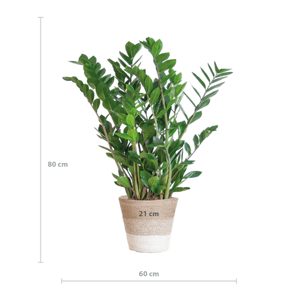 Zamioculcas Zamiifolia 80cm – Glücksfeder Zimmerpflanze Ø21cm – pflegeleichte & robuste Pflanze für Zuhause & Büro – inkl. handgeflochtenem Jutekorb Lissabon Weiß 