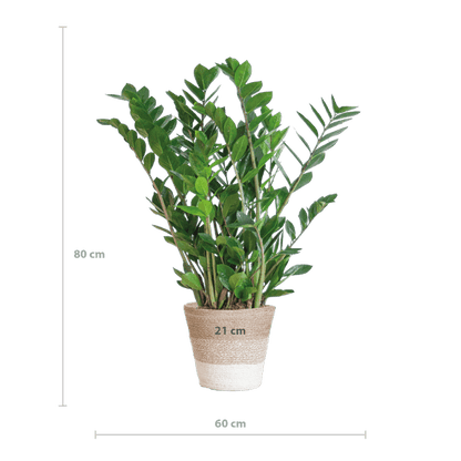 Zamioculcas Zamiifolia 80cm – Glücksfeder Zimmerpflanze Ø21cm – pflegeleichte & robuste Pflanze für Zuhause & Büro – inkl. handgeflochtenem Jutekorb Lissabon Weiß 