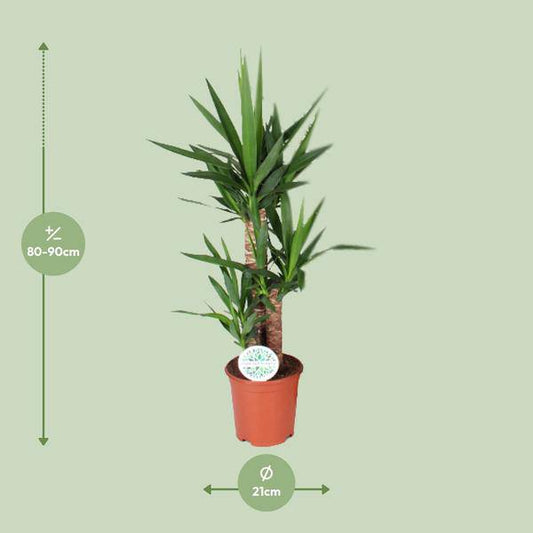 Palmlilie - Yucca - Zimmerpflanze - Ø21cm - ↕90cm 