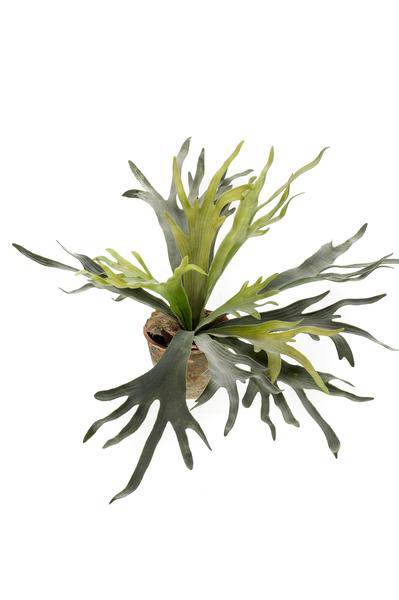 Kunstpflanze - Hirschhorn Farn - Geweihfarn - 50 cm 