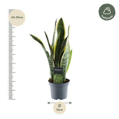 Sansevieria Laurentii – Bogenhanf – Zimmerpflanze – Pflegeleichte Grünpflanze – Luftreinigend – Exotische Blattschmuckpflanze – Ø12cm – ↕45cm 