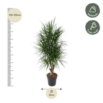 Drachenbaum - Dracaena Marginata - Zimmerpflanze - 140cm - ø31cm