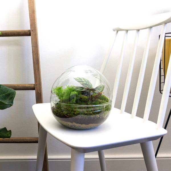 Flaschengarten - DIY - Kuppel - ↕ 20 cm