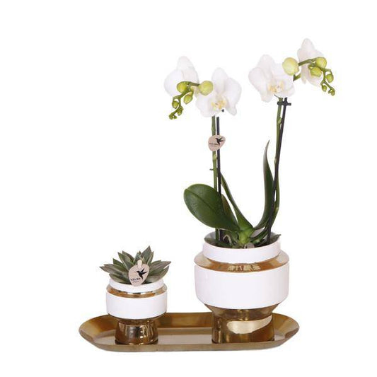 Kolibri Company - Set aus weißer Orchidee und Sukkulente auf goldenem Tablett - Oasis of Life