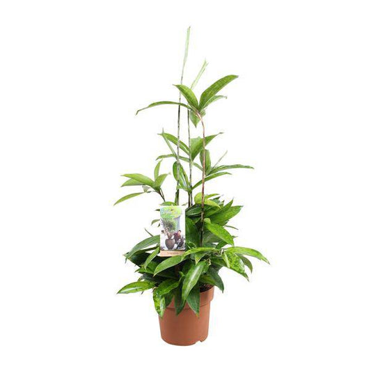 Drachenbaum - Dracaena Surculosa - Zimmerpflanze - Ø17cm - ↕55cm 
