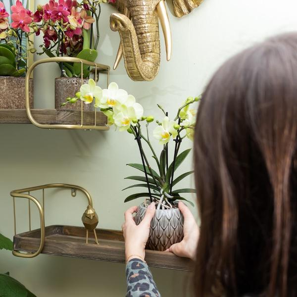 gelbe Phalaenopsis Orchidee Topfgröße Ø9cm | blühende Zimmerpflanze - frisch vom Züchter - Oasis of Life
