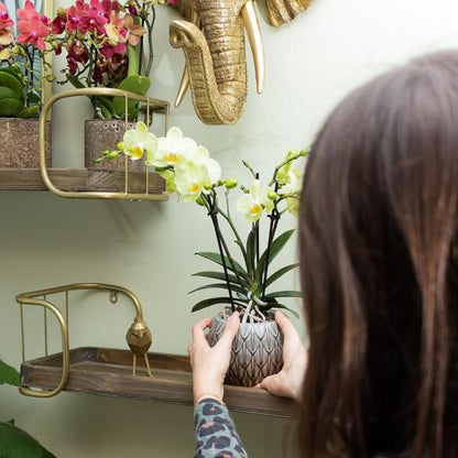gelbe Phalaenopsis Orchidee Topfgröße Ø9cm | blühende Zimmerpflanze - frisch vom Züchter - Oasis of Life