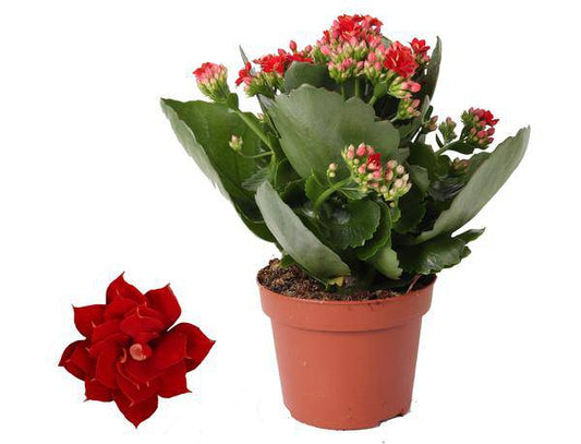 Kalanchoe Rosalina Don Justino Rot – Flammendes Käthchen – Zimmerpflanze Ø12cm ↕27cm – Leuchtend rote Blüten – Pflegeleicht & dekorativ 