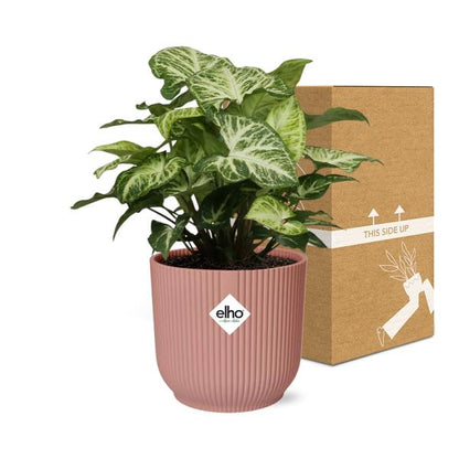 Purpurtute - Syngonium Arrow - Zimmerpflanze + Topf Vibes Fold 14cm Rosa