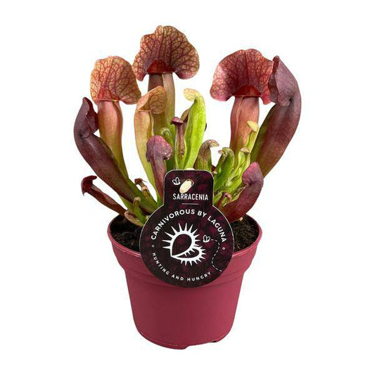Sarracenia Catesbaei – Fleischfressende Zimmerpflanze – Ø12cm Topf – 23cm Höhe – Pflegeleicht & Dekorativ 