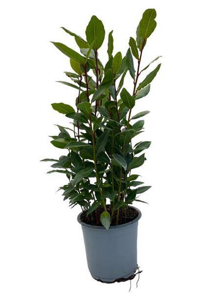 Echter Lorbeer Laurus nobilis – Zimmerpflanze – Ø14cm – Höhe ca. 35cm – Würzpflanze & immergrüne Kübelpflanze – Für Küche, Balkon & Terrasse 