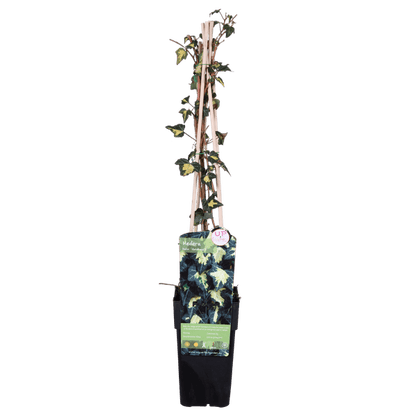 Gold-Efeu - Hedera helix 'Goldheart' - Ø15cm - ↕65cm