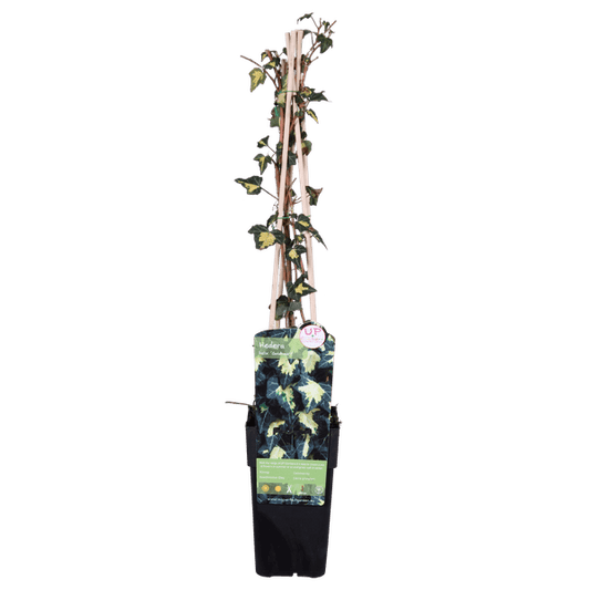 Gold-Efeu - Hedera helix 'Goldheart' - Ø15cm - ↕65cm