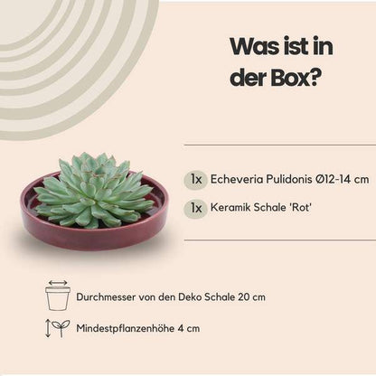 Sukkulente - Echeveria Pulidonis in Schale 'Rot' Ø20cm - ↕5cm