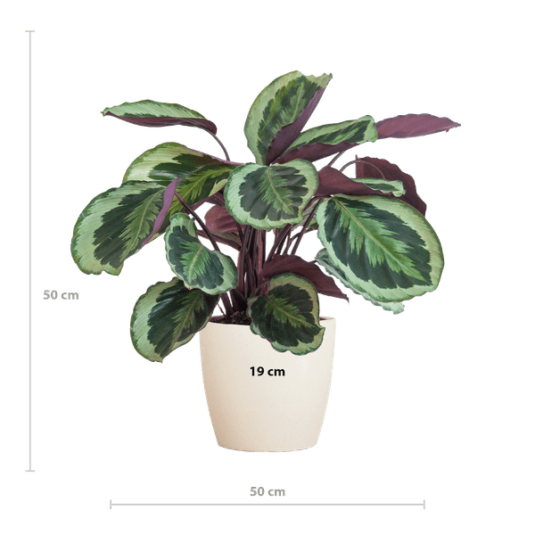 Calathea Medaillon 65cm – Korbmarante Zimmerpflanze Ø21cm im weißen Viber Topf – dekorative tropische Grünpflanze mit gemusterten Blättern 