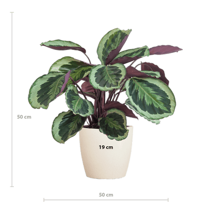 Calathea Medaillon 65cm – Korbmarante Zimmerpflanze Ø21cm im weißen Viber Topf – dekorative tropische Grünpflanze mit gemusterten Blättern 