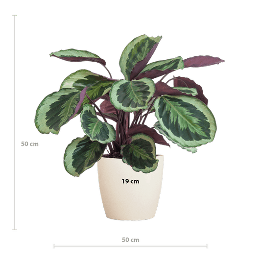 Calathea Medaillon 65cm – Korbmarante Zimmerpflanze Ø21cm im weißen Viber Topf – dekorative tropische Grünpflanze mit gemusterten Blättern 