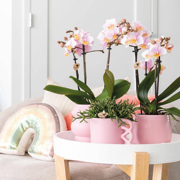 Kolibri Orchids | COMBI DEAL von 2 Rosa Phalaenopsis Orchideen - Andorra - Topfgröße Ø9cm | blühende Zimmerpflanze - frisch vom Züchter - Oasis of Life