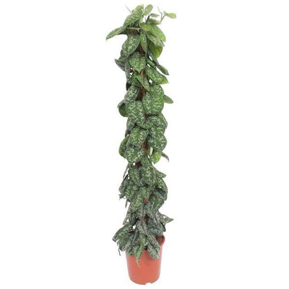 Gefleckte Efeutute - Scindapsus Pictus Trebie - Moosstock - Zimmerpflanze - 160cm - ø27cm
