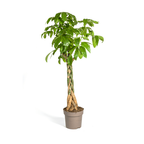 Pachira Aquatica Ø30cm - ↕170-180cm - Oasis of Life
