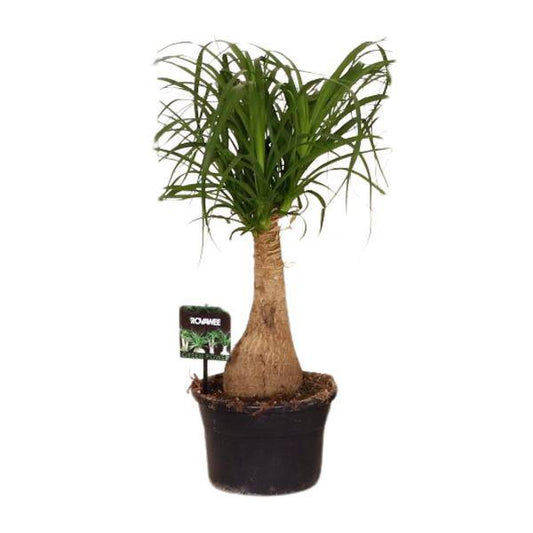 Elefantenfuß - Beaucarnea Nolina - Zimmerpflanze - Ø19cm - ↕60cm 