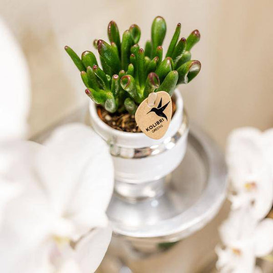 Rhipsalis 2er-Set in silbernen Le Chic Keramiktöpfen – Ø9 cm – Stilvolle Zimmerpflanzen – Pflegeleichte Kakteen im eleganten Design – Perfekt für Zuhause & Büro