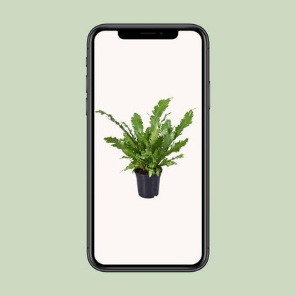 Nestfarn - Asplenium Nidus - Zimmerpflanze - Ø17cm - ↕45cm