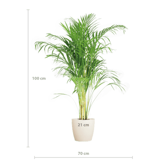 Areca-Palme Dypsis - Goldfruchtpalme - ↕100cm - Ø21cm + Korb Lissabon Weiß