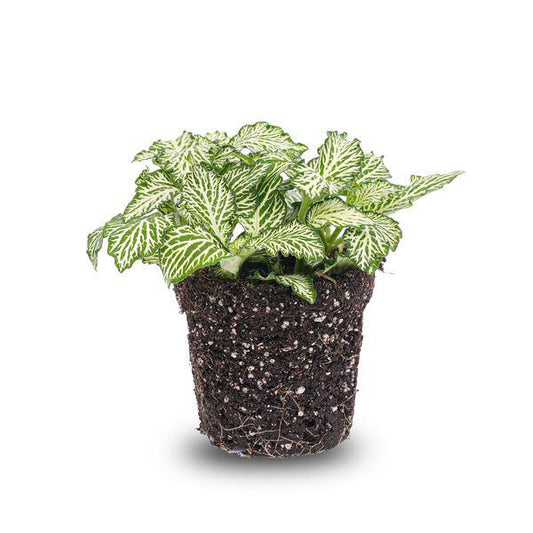 Mosaikpflanze Fittonia White – Weißer Tiger – Terrarienpflanze Ø8cm – Pflegeleichte Zimmerpflanze mit dekorativen weiß-grünen Blättern 