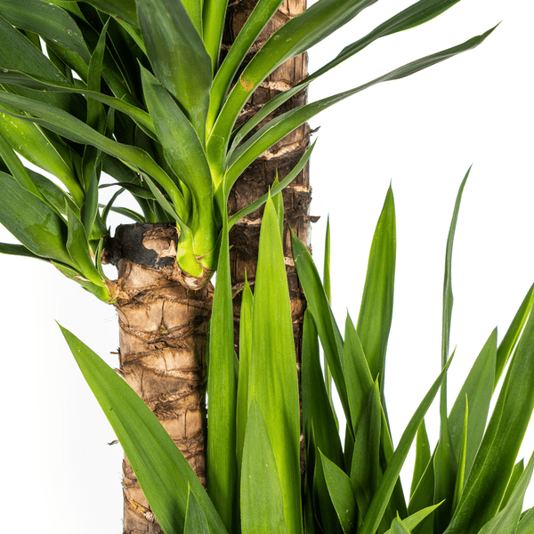 Yucca Elephantipes Ø27cm - ↕160cm - Oasis of Life