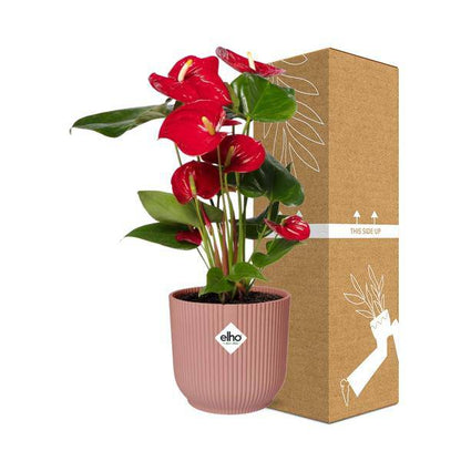 Flamingoblume - Anthurium Rot - 12cm Zimmerpflanze + Topf Vibes Fold 14cm Rosa